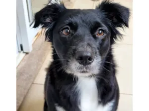 Cachorro raça SRD-ViraLata idade 1 ano nome Sky