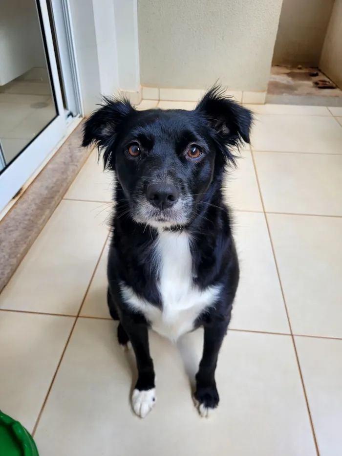 Cachorro raça SRD-ViraLata idade 1 ano nome Sky