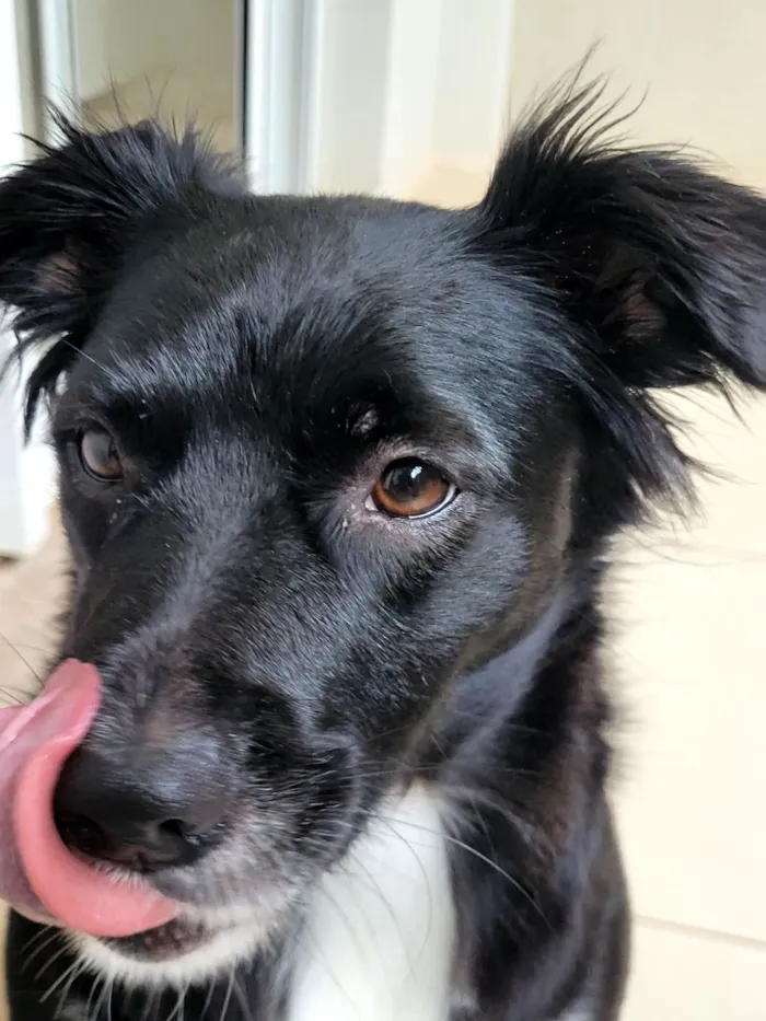 Cachorro raça SRD-ViraLata idade 1 ano nome Sky