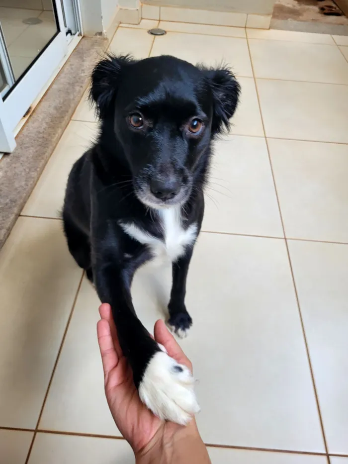 Cachorro raça SRD-ViraLata idade 1 ano nome Sky