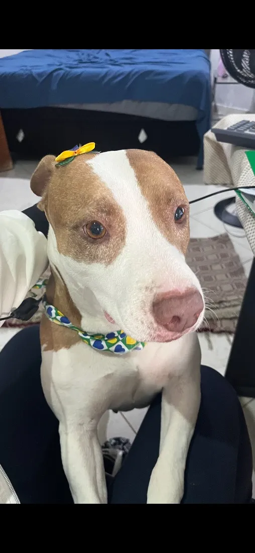 Cachorro raça Pit-Bull idade 6 ou mais anos nome Pandora