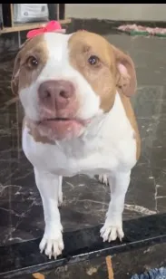 Cachorro raça Pit-Bull idade 6 ou mais anos nome Pandora