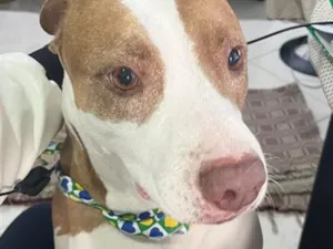 Cachorro raça Pit-Bull idade 6 ou mais anos nome Pandora