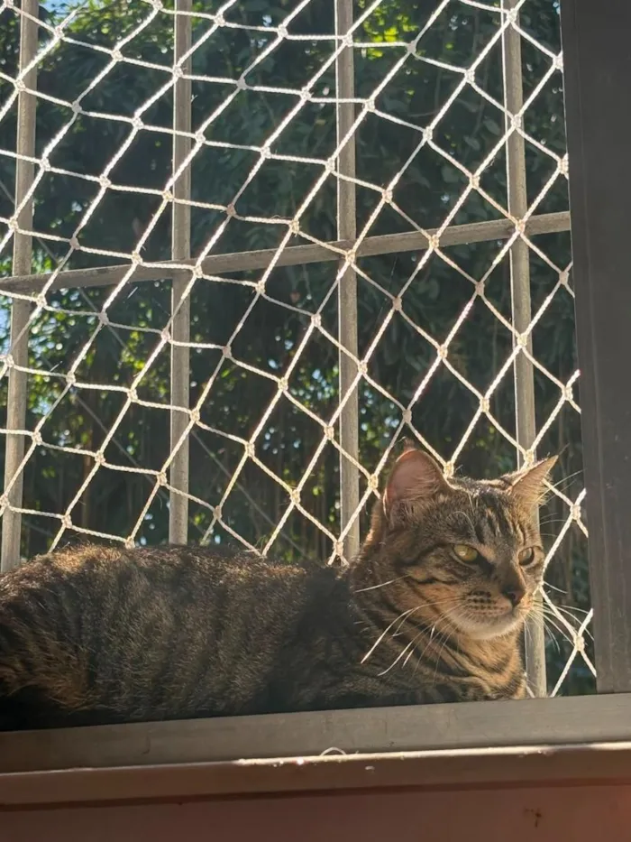 Gato raça SRD-ViraLata idade 2 anos nome Saturno