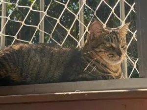 Gato raça SRD-ViraLata idade 2 anos nome Saturno