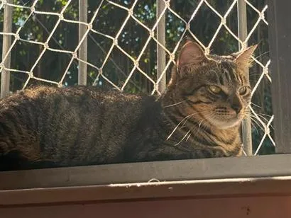 Gato raça SRD-ViraLata idade 2 anos nome Saturno