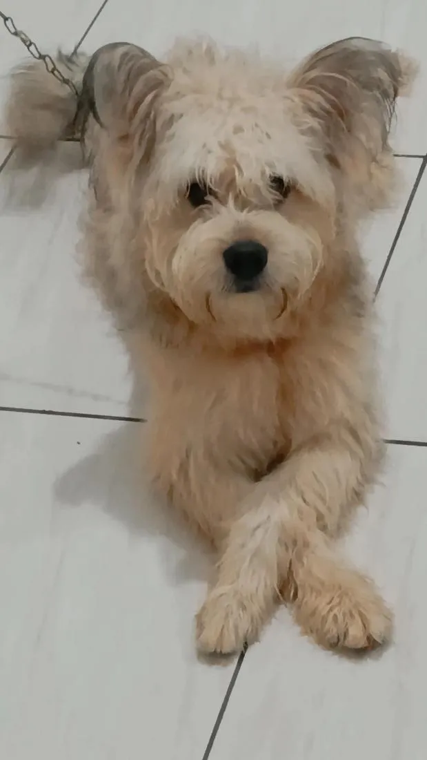 Cachorro raça SRD-ViraLata idade 2 anos nome Bob 