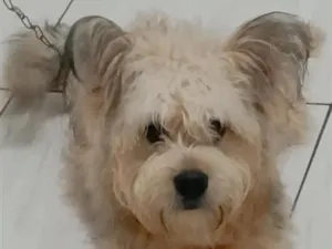 Cachorro raça SRD-ViraLata idade 2 anos nome Bob 