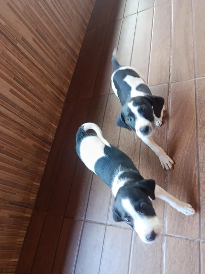 Cachorro raça SRD-ViraLata idade 2 a 6 meses nome Lady e Lana