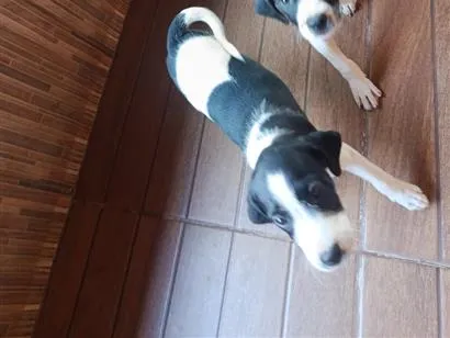 Cachorro raça SRD-ViraLata idade 2 a 6 meses nome Lady e Lana