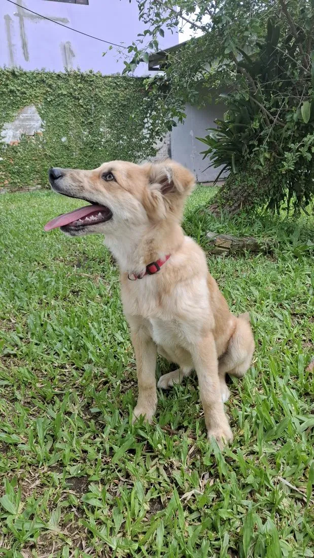Cachorro raça SRD-ViraLata idade 2 a 6 meses nome Bolinha 