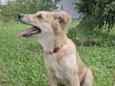 Bolinha 