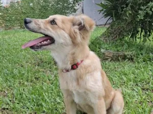 Cachorro raça SRD-ViraLata idade 2 a 6 meses nome Bolinha 
