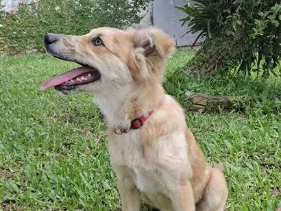 Cachorro raça SRD-ViraLata idade 2 a 6 meses nome Bolinha 