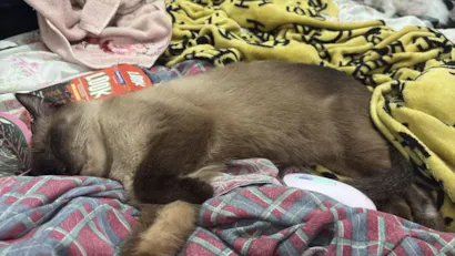 Gato raça Siamês idade 6 ou mais anos nome Fred