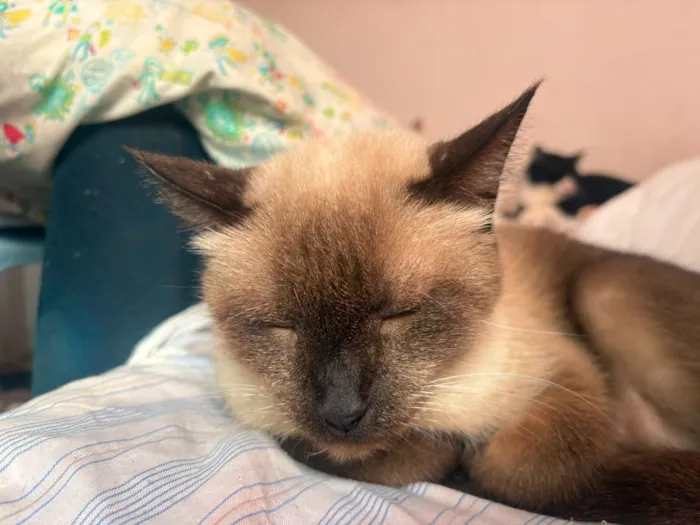 Gato raça Siamês idade 6 ou mais anos nome Fred