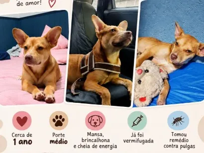 Cachorro raça SRD-ViraLata idade 1 ano nome Star