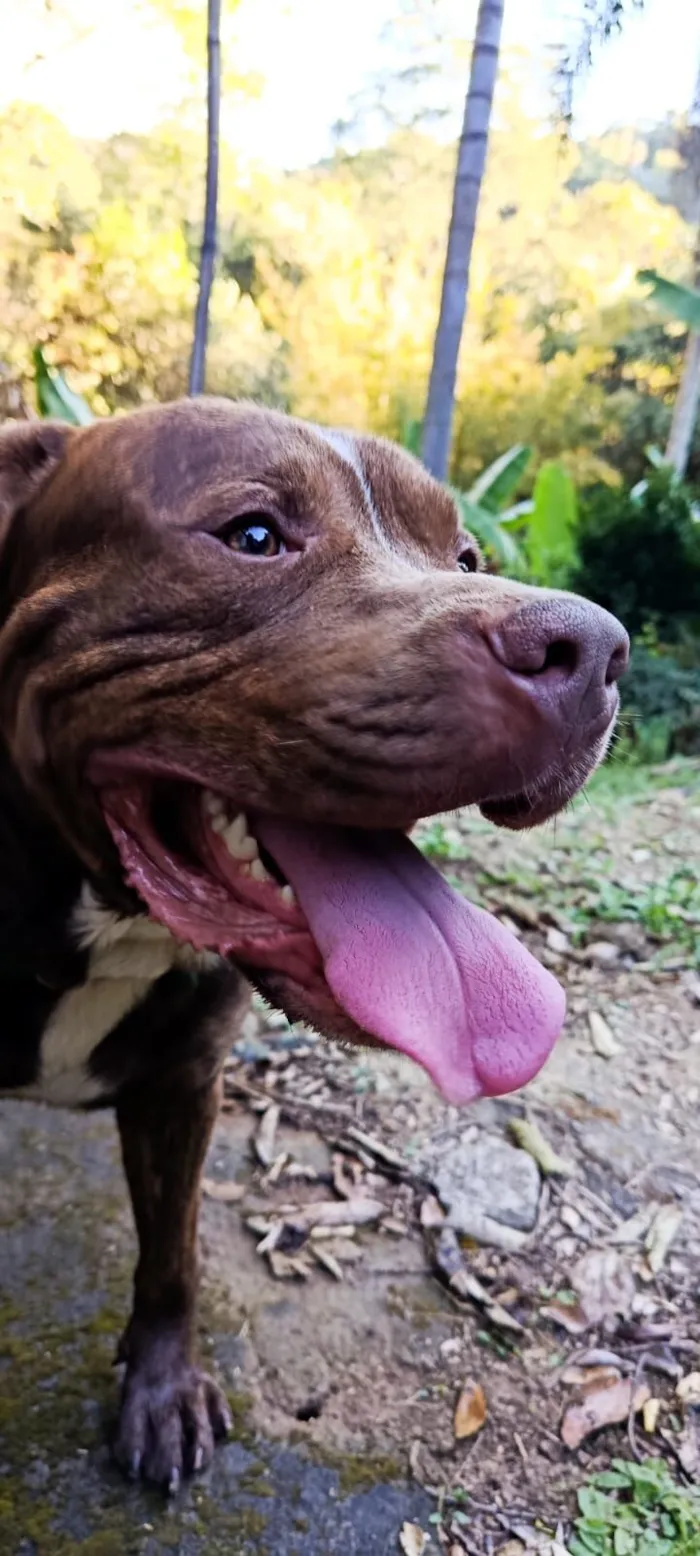 Cachorro raça Pit-Bull idade 2 anos nome Revoada