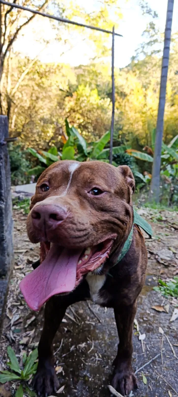 Cachorro raça Pit-Bull idade 2 anos nome Revoada
