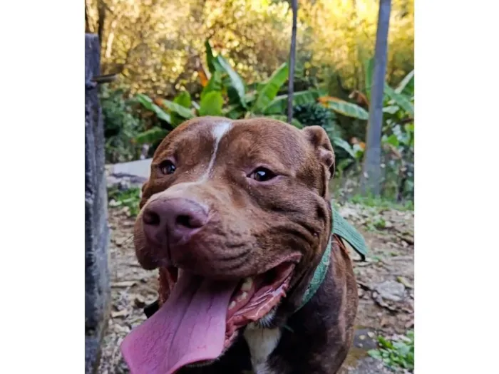 Cachorro raça Pit-Bull idade 2 anos nome Revoada