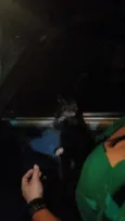 Pantera 