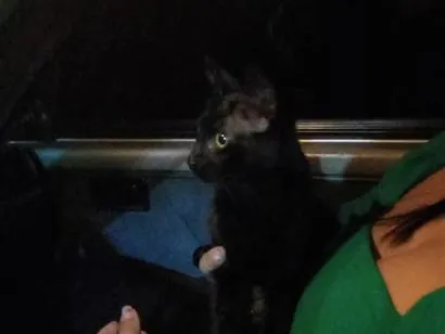 Gato raça SRD-ViraLata idade 2 a 6 meses nome Pantera 