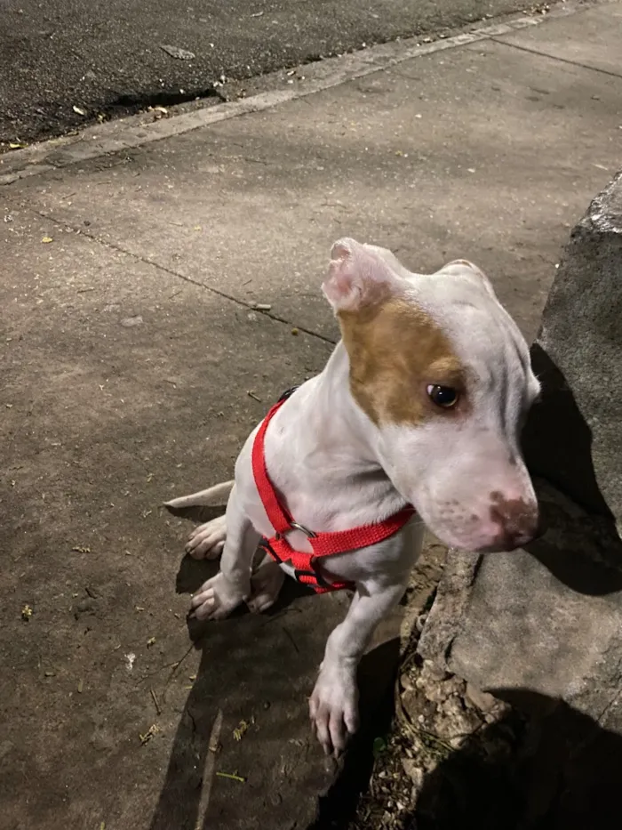 Cachorro raça Pit-Bull idade 1 ano nome Kyara