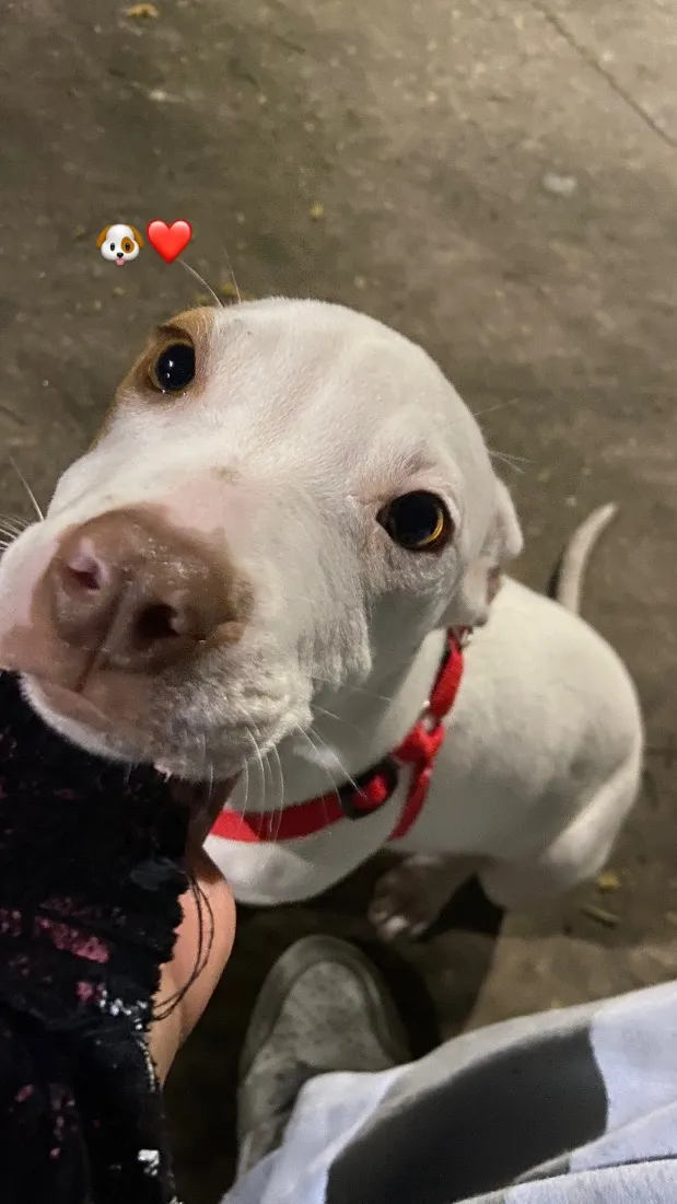 Cachorro raça Pit-Bull idade 1 ano nome Kyara