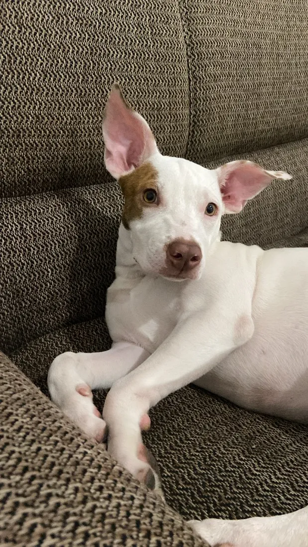 Cachorro raça Pit-Bull idade 1 ano nome Kyara