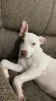 Kyara