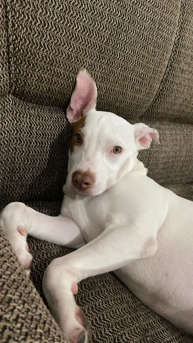 Cachorro raça Pit-Bull idade 1 ano nome Kyara