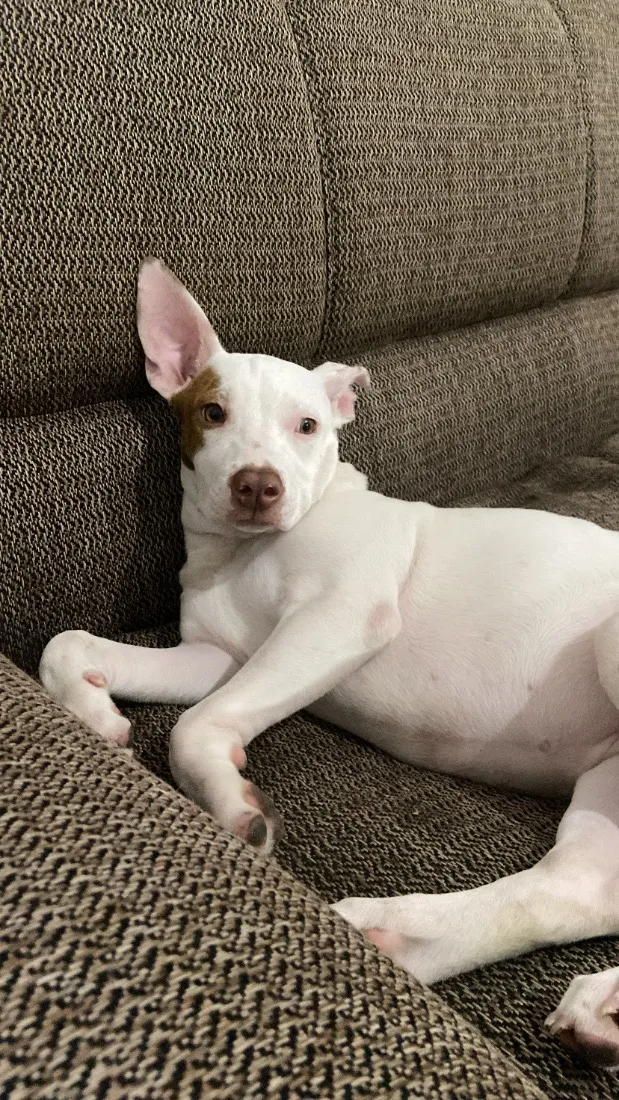 Cachorro raça Pit-Bull idade 1 ano nome Kyara