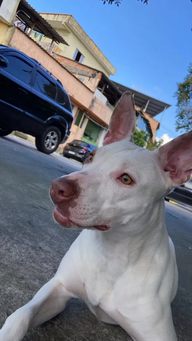Cachorro raça Pit-Bull idade 1 ano nome Kyara