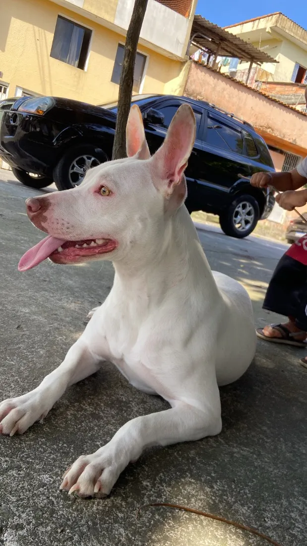 Cachorro raça Pit-Bull idade 1 ano nome Kyara