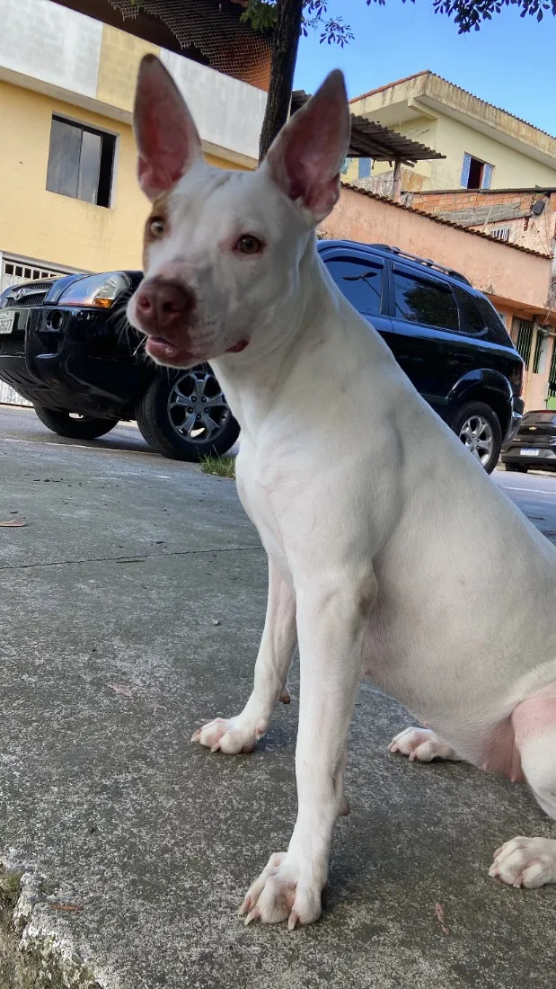 Cachorro raça Pit-Bull idade 1 ano nome Kyara