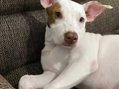 Cachorro raça Pit-Bull idade 1 ano nome Kyara