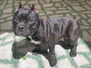 Cachorro raça American bully  idade 3 anos nome maylla 