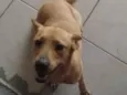 mel