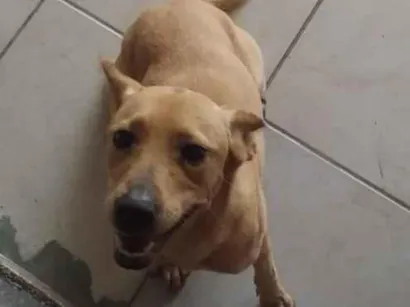 Cachorro raça SRD-ViraLata idade 1 ano nome mel