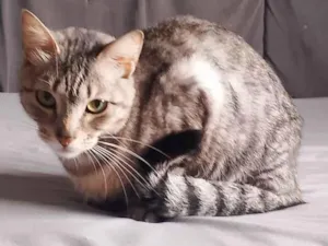 Gato raça SRD-ViraLata idade 7 a 11 meses nome Minion