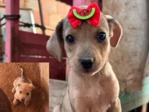 Cachorro raça SRD-ViraLata idade 2 a 6 meses nome Peteca 