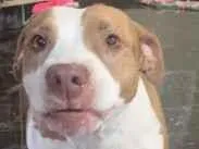 Cachorro raça Pit-Bull idade 6 ou mais anos nome Pandora