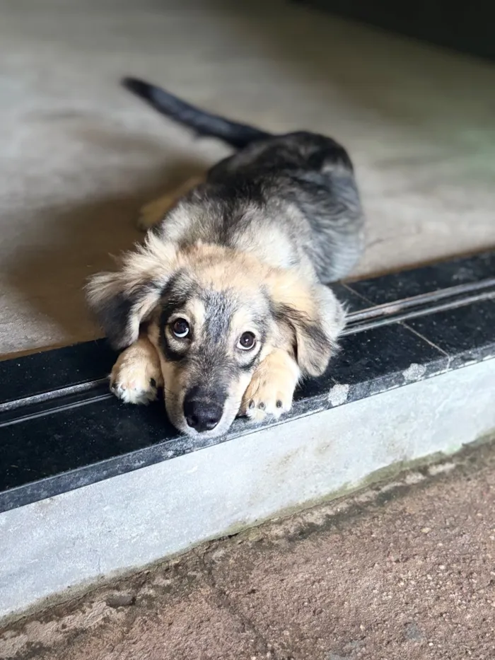 Cachorro raça SRD-ViraLata idade 7 a 11 meses nome Tonelada