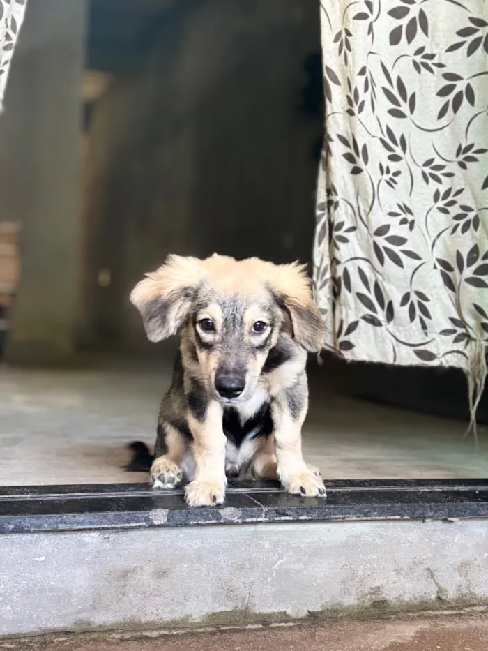 Cachorro raça SRD-ViraLata idade 7 a 11 meses nome Tonelada