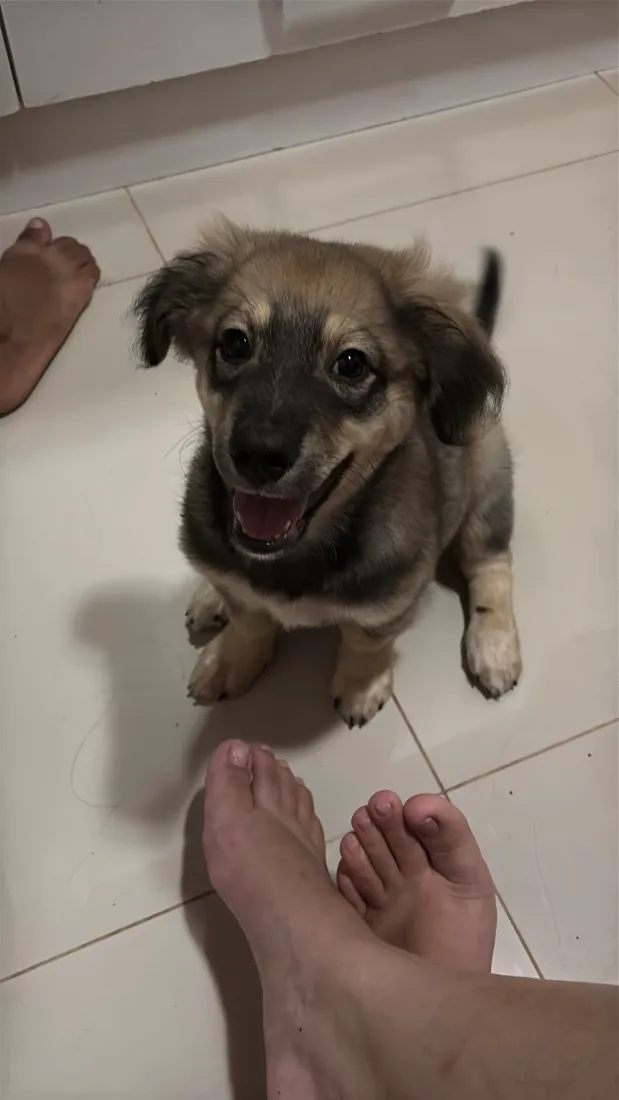Cachorro raça SRD-ViraLata idade 7 a 11 meses nome Tonelada