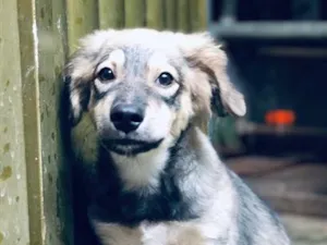 Cachorro raça SRD-ViraLata idade 7 a 11 meses nome Tonelada