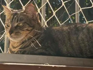 Gato raça SRD-ViraLata idade 2 anos nome Saturno