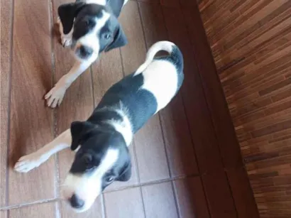 Cachorro raça SRD-ViraLata idade 2 a 6 meses nome Lady e Lana