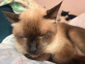 Gato raça Siamês idade 6 ou mais anos nome Fred