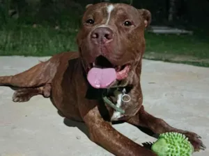 Cachorro raça Pit-Bull idade 2 anos nome Revoada